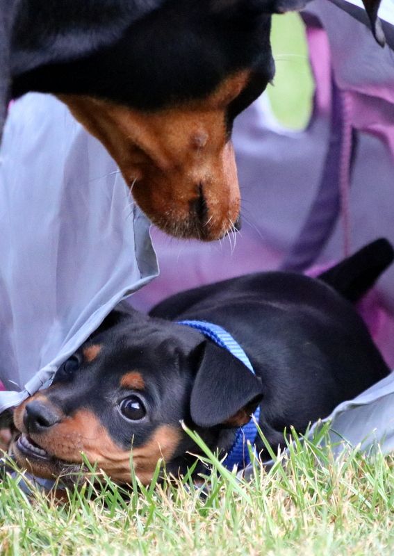 Du Clan Des Pitchounes - Pinscher nain - Portée née le 20/06/2017